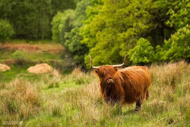 1-day Small Group Loch Ness Discovery Tour from Glasgow - Stop 1: Luss and Loch Lomond village charm in half an hour