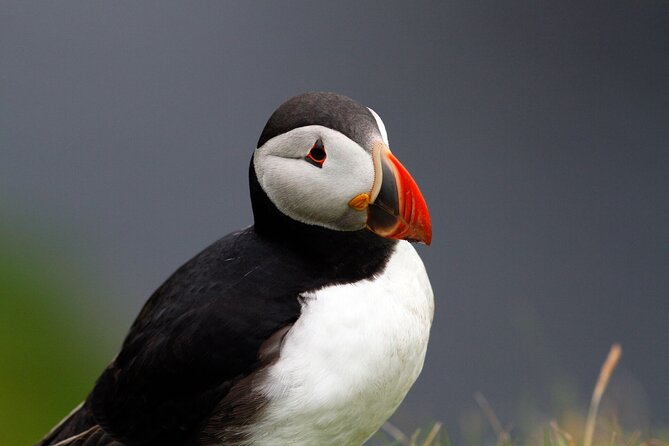 4 Day Mull, Iona and Staffa Puffin Experience from Edinburgh - Day 2: Treshnish Isles and Staffa, Puffins Plus Fingal’s Cave Vibes