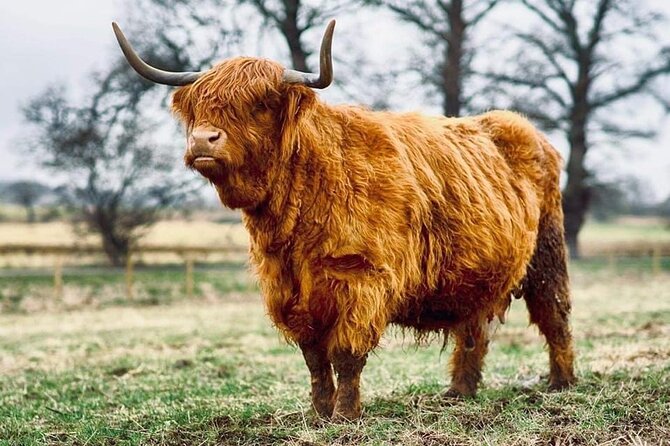 Cawdor Castle, Inverness, Culloden, Outlander and Loch Ness Tour - Robertson’s Larder and Highland Cows, Fast, Fun, and Named