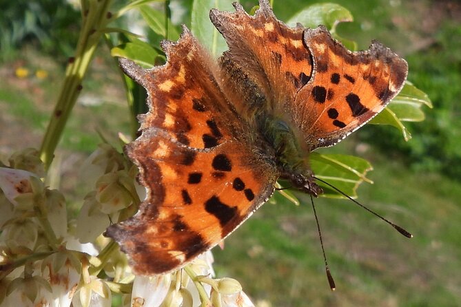 Discovery Wildlife Safari - What you could see: eagles, deer, birds, and more, without the promise trap