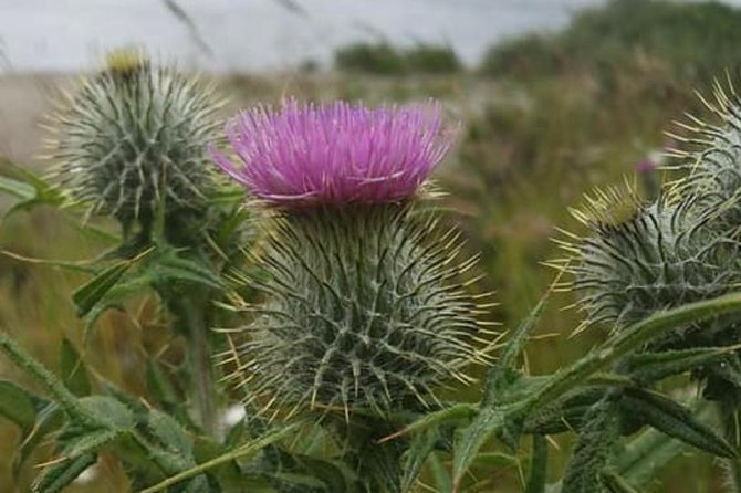 Edinburgh City Centre and St Andrews Private Driving Day Tour - Key highlights and what they mean for your day