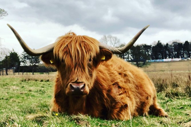 Edinburgh City Centre Private and Personal Half Day Driving Tour - Timing and What a Four-Hour Half Day Feels Like