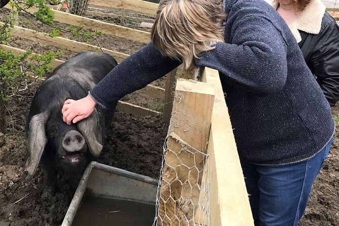 Errichel Farm Tour - Errichel Farm Tour: one-hour Aberfeldy farm life, hands-on
