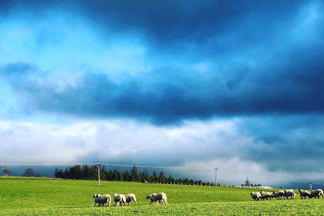 Farm Attraction - Highland Cows, Animal Feeding, Wholesome fun! - Close encounters, including calves and the cow field experience