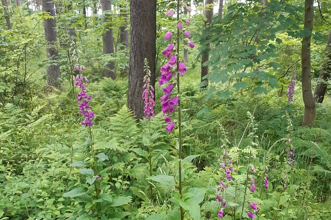 Fort William and Glencoe - Why this Fort William and Glencoe day tour makes sense from Inverness