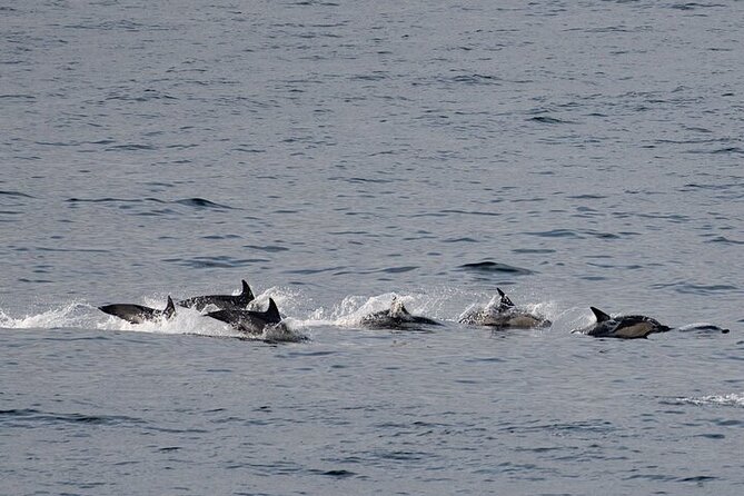 Fort William Seal Island Cruise - Crew energy: why the human touch makes the cruise feel worth it