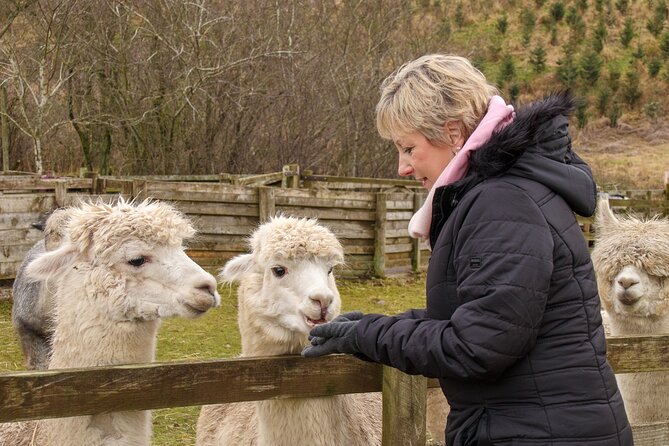 Fun and Educational Alpaca Experience in the Scottish Borders - Meet the Alpacas in the Cheviot Hills, Scottish Borders