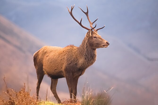 Glasgow: Glencoe & Oban Privately Guided Day Tour in Luxury MPV - Oban: coastal views, big town character, and seafood-friendly energy