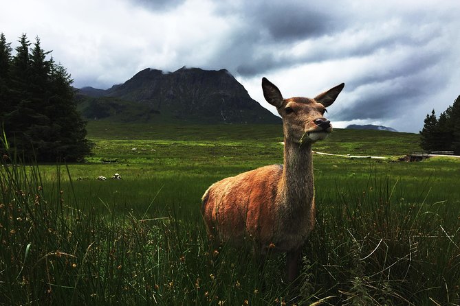 Glencoe & Highlands: Private Land Rover Tour - Stop 4: Kingshouse Hotel, historic inn vibes and wildlife at your feet