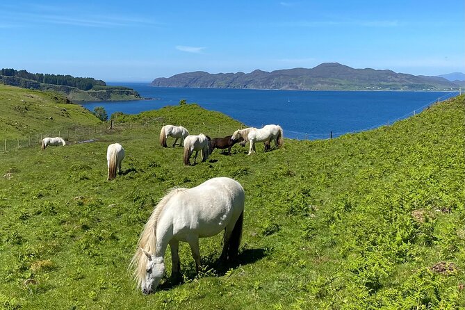 Guided Hebridean Farm Hike near Tobermory, Isle of Mull, Scotland - Tobermory farm views, minus the tourist script