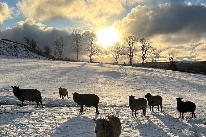 Guided Hebridean Farm Hike near Tobermory, Isle of Mull, Scotland - Price and value: $47.99 for 1.5 hours of real terrain