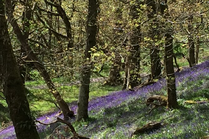 Half Day Loch Katrine Explorer Private Ebike Tour - Timing and meeting point: how to keep the morning calm