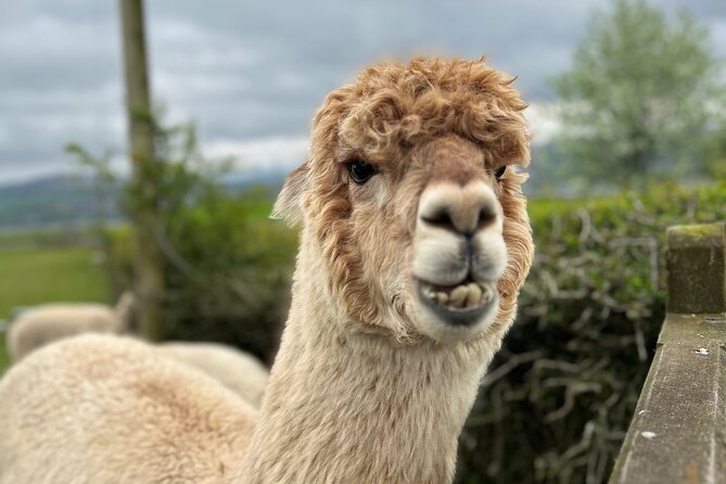 Highland Cows, Walk Alpacas & Scottish Wildlife Centre from Edin. - Key details you will care about