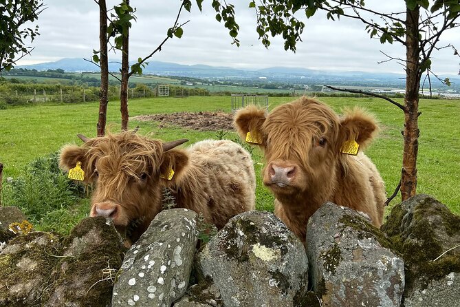 Highland Cows, Walk Alpacas & Scottish Wildlife Centre from Edin. - Your 9-hour Highland cows, alpacas, and wildlife day from Edinburgh