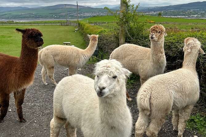 Highland Cows, Walk Alpacas & Scottish Wildlife Centre from Edin. - Nith Valley Alpacas: the 11:30 forest walk (and how it really works)