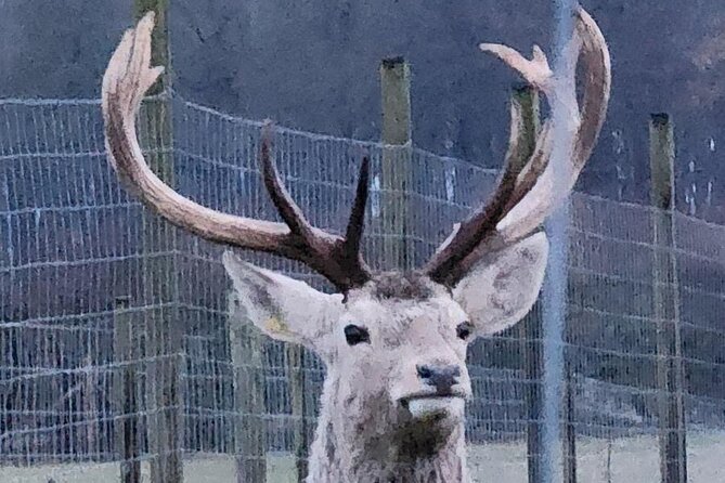 Highland Cows, Walk Alpacas & Scottish Wildlife Centre from Edin. - What is included, and what you should plan to cover yourself