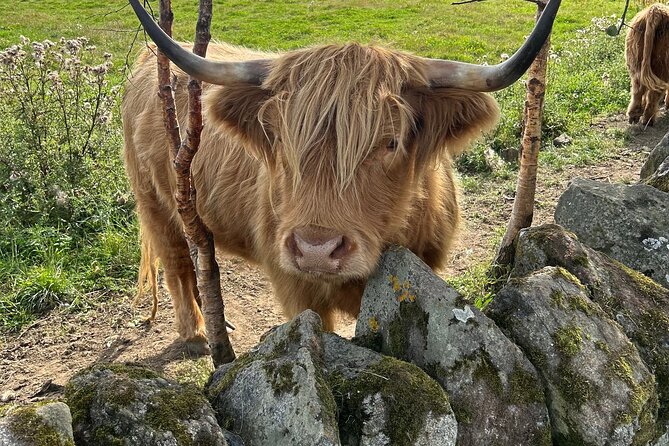 Highland Cows, Walk Alpacas & Scottish Wildlife Centre from Edin. - Price and value: $937.56 per group up to four