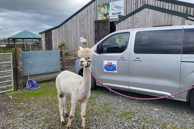 Highland Cows, Walk Alpacas & Scottish Wildlife Centre from Edin. - Swanston Farm Highland cattle: Haggis, Thelma, and Louise