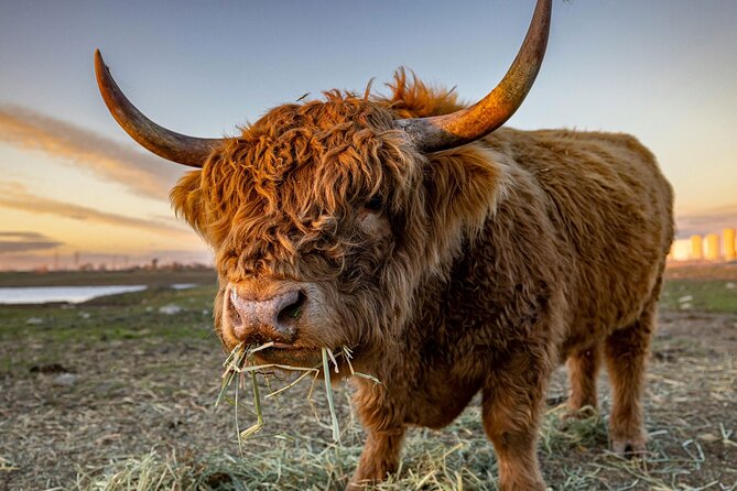 Highland Lochs & Castles Tour to Oban & Glencoe - Key Highlights Worth Planning For