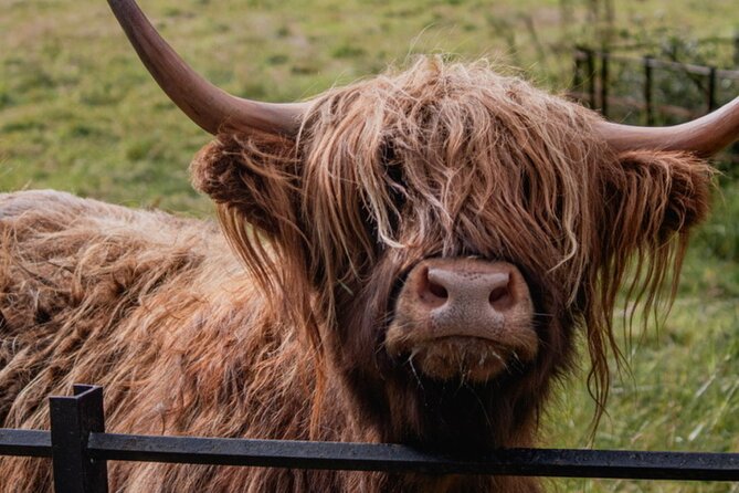 Highlands Cows Glencoe and Castles Private Tour from Glasgow - Oban in One Hour, McCaig’s Tower and Optional Dunstaffnage