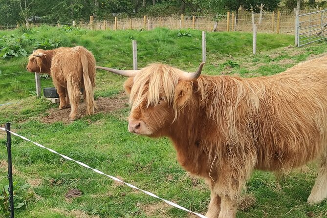 Invergordon Shore Excursion Highland Bucket List Tour - Price and value: $176.86 feels fair when you add up what is included