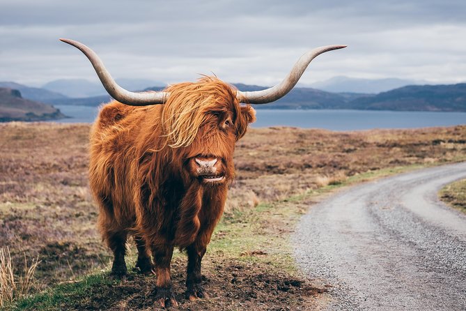 Inverness: Applecross, Loch Carron & the Wild Highlands - Applecross village: wildlife time and how to use your 90 minutes