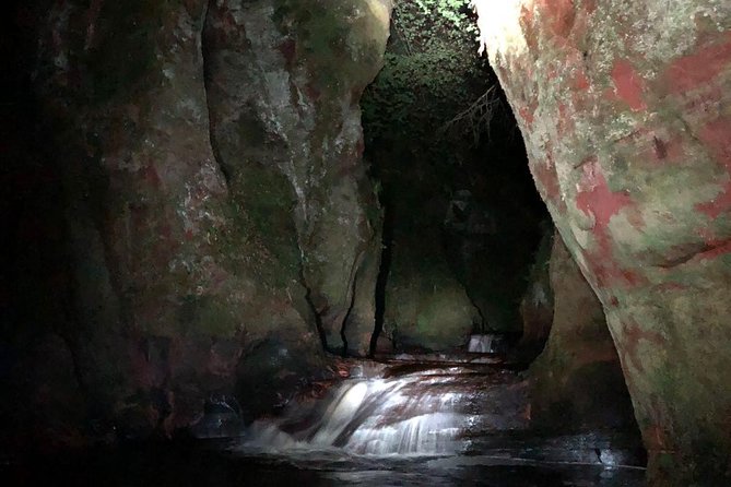 Join the Dark Side of Magical Nature - The forest “alive” moment: moths, tiny life, and quiet focus