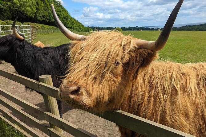 Loch Lomond, Highland Cows, Victorian Town, Castle Half-Day Tour - Pickup, Ride Time, and the Reality of a Small UK Vehicle