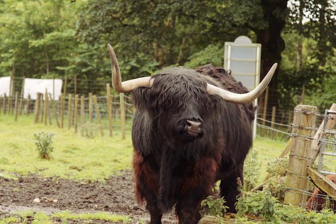 Loch Ness, Glencoe and The Scottish Highlands Tour from Edinburgh - Price and value: $67.96 works, unless you add the cruise