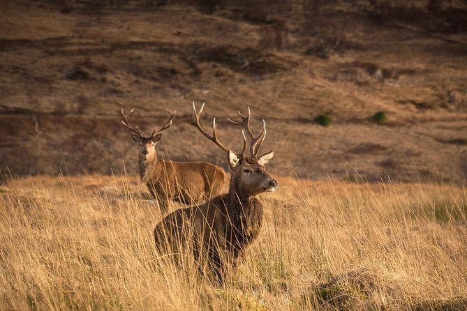Loch Ness, Scottish Highlands, Glencoe and Pitlochry Tour - Deanston Distillery or Callander? How the morning option changes the day