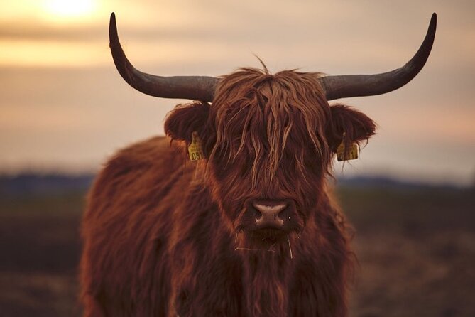 Luxury Private Tour of The Highlands & Loch Ness from Edinburgh - Cairngorms pass-through and Pitlochry’s calm break