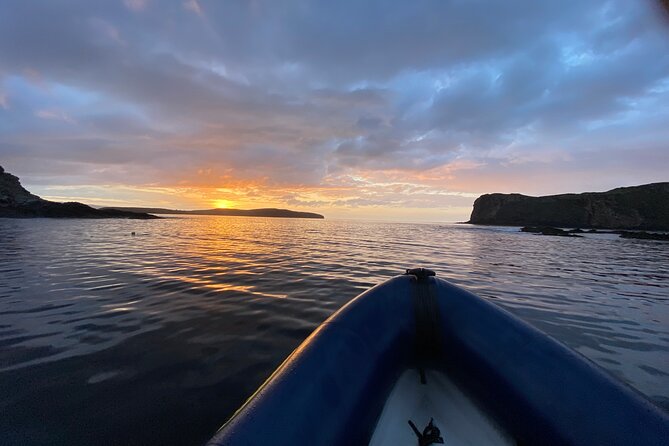 Northern Islands RIB Tour - Wildlife chances: what you might see and how to spot it better
