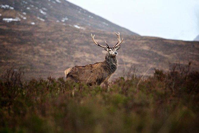 Private Glencoe Driving Tour from Edinburgh - Loch Lubnaig: A Calm Start Away From the Crowd