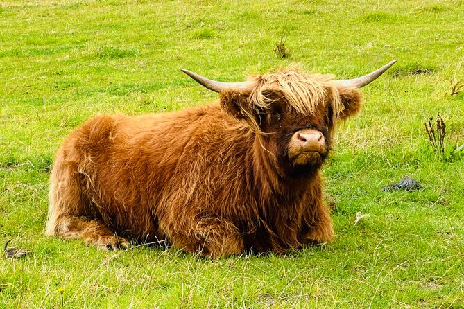 Private Invergordon Shore Excursion with Cawdor Castle (12 max) - Price and Value: What You Are Really Paying For