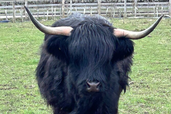 Private Tour Loch Lomond Stirling and the Kelpies from Glasgow - Hairy Coos at Pollok Country Park: A Quick Stop With Big Character
