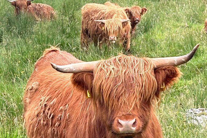 Private Tour of Loch Ness, Glencoe and Highlands from Edinburgh - Rannoch Moor, Loch Tulla Vistas, and a Coos Feeding Moment