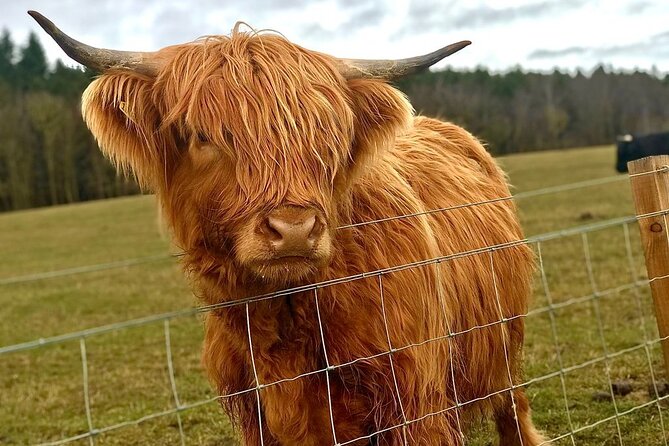 Scone Palace, Nature, Pitlochry, Whisky Experience from Edinburgh - Tullibardine Distillery: what the optional tour adds