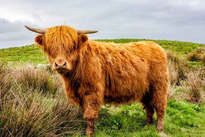 Scotland Tours - The little perks that make the day easier: water, Wi-Fi, and a private vehicle