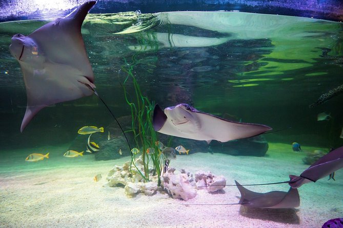 SEA LIFE Loch Lomond General Admission Ticket - Ticket Value for a 2-Hour Aquarium Circuit