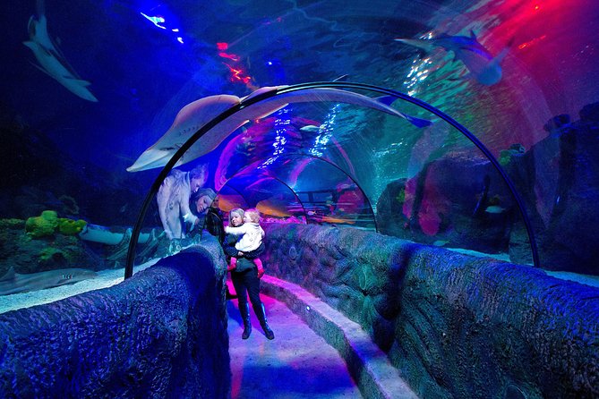 SEA LIFE Loch Lomond General Admission Ticket - Ocean Tank and the 13:30 Shark Feeding Plan