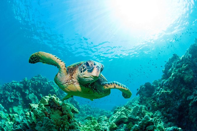 SEA LIFE Loch Lomond General Admission Ticket - Staff, Learning Style, and How to Make It Better