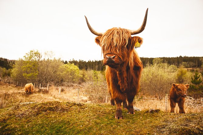 Speyside Whisky Day Tour from Inverness Including Admissions - Who Should Book This Speyside Whisky Day Tour?