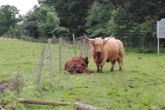 Stirling Castle, Hairy Coo's & The Trossachs - How the day is paced in an air-conditioned minibus
