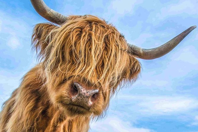 Stirling Castle Loch Lomond and Trossachs National Park day tour - Quick hits you will care about