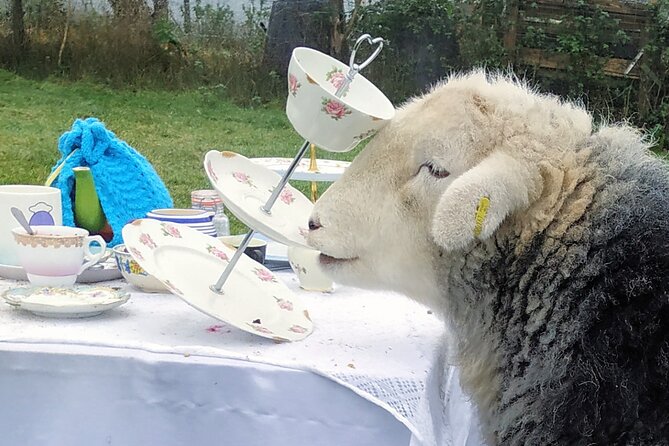 Tea with Naughty Sheep - The Meadow Moment: Photos, Bonding, and a Bit of Control