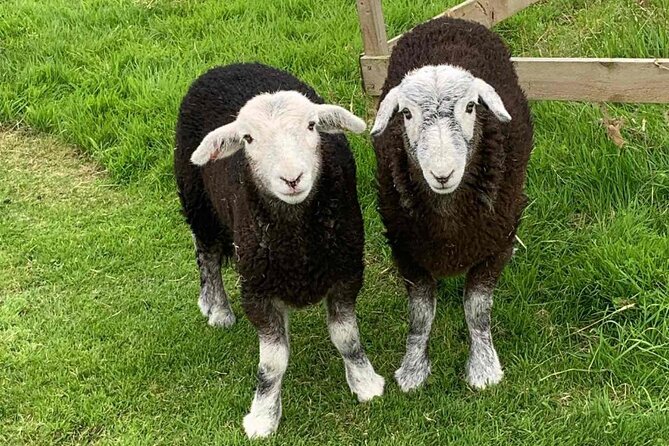 Tea with Naughty Sheep - What to Wear and Bring for a Mud-Friendly Tea