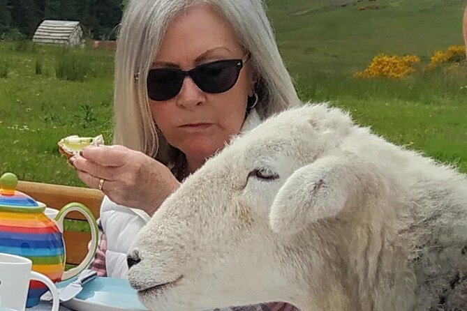 Tea with Naughty Sheep - Who Should Book This (and Who Might Want to Skip It)