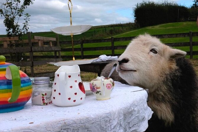 Tea with Naughty Sheep - Afternoon Tea Outdoors: Cakes, Crumpets, and Sheep Judgment
