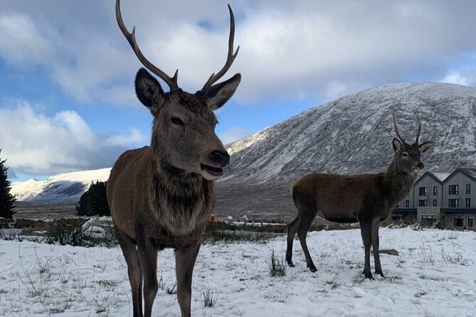 Ultimate Day tour Edinburgh: Glencoe, Highland Cows, Loch Lomond - Glencoe film locations, rugged roads, and the 1692 MacDonald story