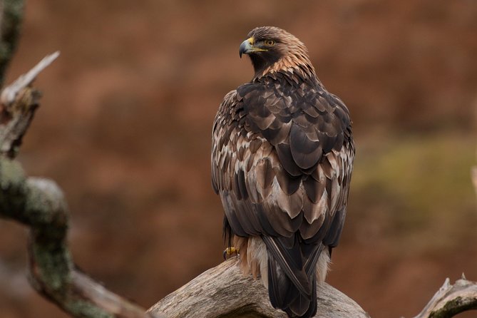 Wildlife Watching Safari by Vehicle & Walks / Photography workshops with a Guide - The day format: vehicle time plus short on-foot moments